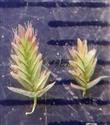 Spikelets